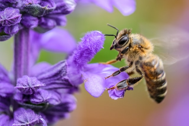 fundacion pablo landsmanas, importancia de proteccion de las abejas, abejas cuidan la seguridad alimentaria